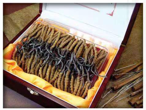 改则冬虫夏草回收